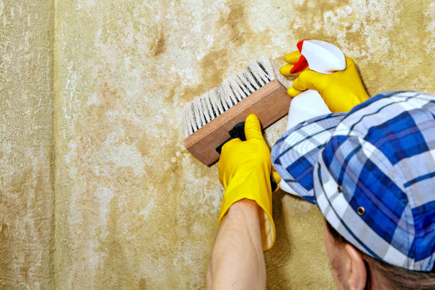 Best Biohazard Mold Removal  in Saugatuck, CT