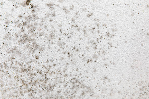 Best Mold Prevention Services  in Saugatuck, CT